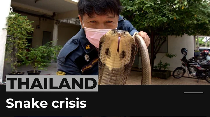 Thailand snake crisis: Monsoon rains force reptile...
