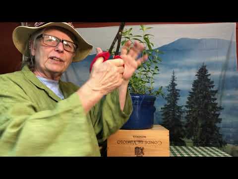Wideo: Cięcie werbeny cytrynowej – jak i kiedy przycinać rośliny cytrynowej werbeny