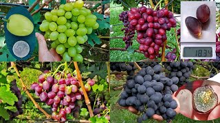 @Який виноград посадити  Виноград Гречко в Полтаві