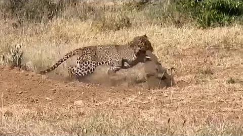 leopard hunting warthog inside the burrow video