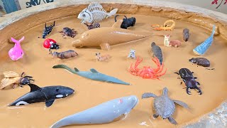 Jungle Meets the Deep: Jungle Animals, Sea Creatures, and Tiny Insects Unite