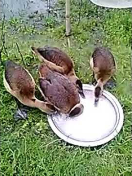 Ancient Jungle duck