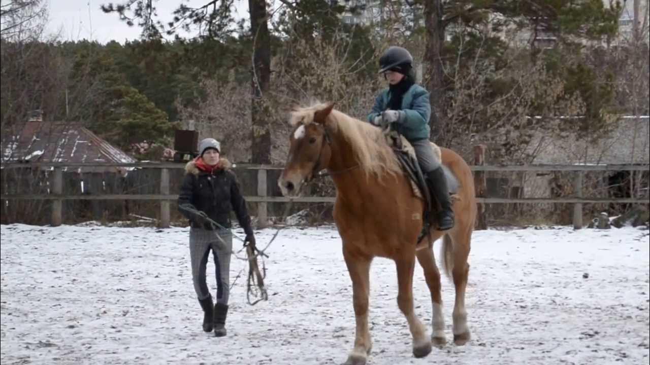 Кск новосибирск. Конный клуб Фаворит Новосибирск. Коный клуб Фаворит в Новосибирске. Конный клуб Фаворит Пермь. Конюшня в Новосибирске Велес.