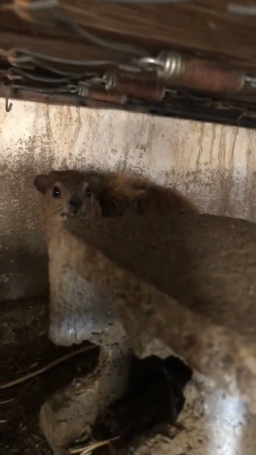 Disapproving Hyrax Found Under Bed Making Hilarious Sounds