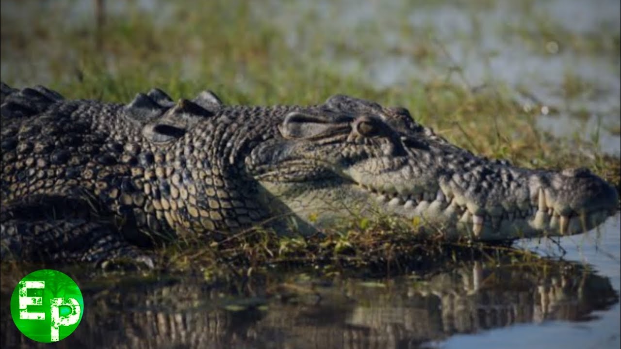 The Largest Reptile In The World Saltwater Crocodile Short the-largest-reptile-in-the-world-saltwater-crocodile-short