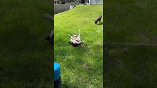 Meet Nougat A Terrier, American Pit Bull Currently Available For Adoption 6222024 103522 Am