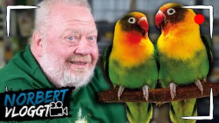 NORBERT HAT nicht nur EINEN VOGEL | AGAPORNIDEN | NORBERT VLOGGT | ZOO ZAJAC