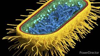 Proyecto Biochallenge: Resistencia de Escherichia coli ante medicamentos de amplio espectro