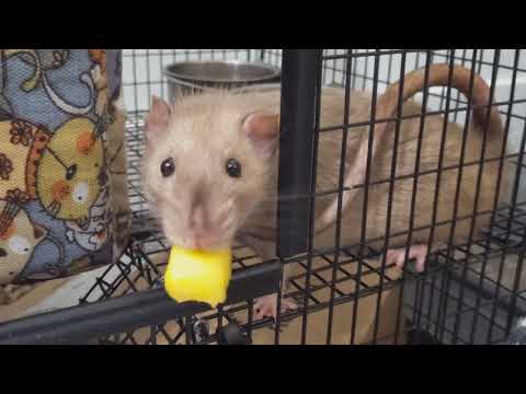 Video: Mohli by potkany jesť ananás?