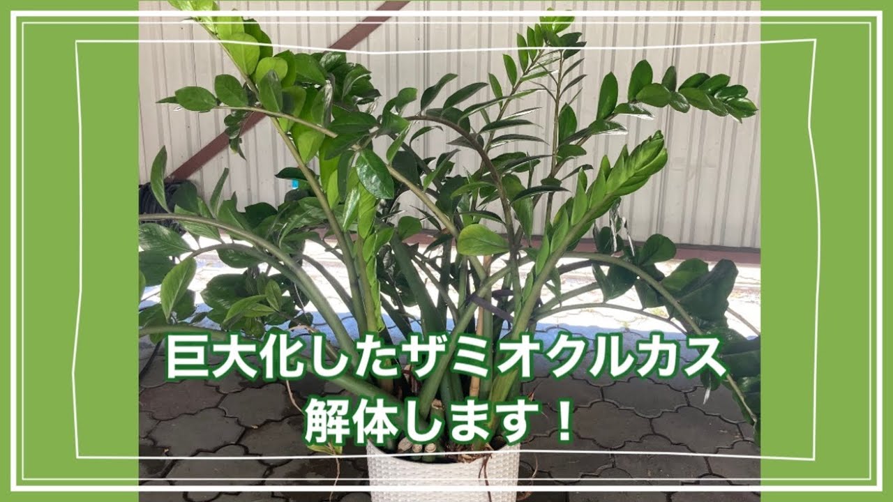 巨大化ザミオクルカスの株分け ザミオクルカスの花 - Zamioculcas in