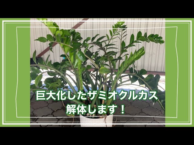巨大化ザミオクルカスの株分け ザミオクルカスの花 - Zamioculcas in