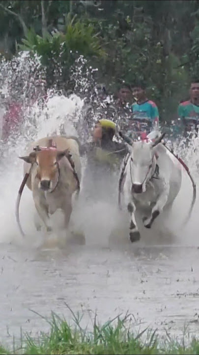 Latihan tetap jalan meski diguyur huja #pacujawi #tanahdatar #segehpro