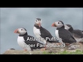 Atlantic Puffins (Inner Farne, Northumberland)