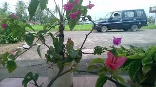 berkelana di jalan banto#vlog #bukittinggi