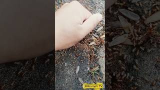 Impressive, Flying Termites With Their Colony