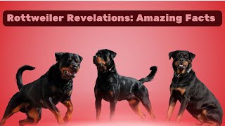 🐾 Rottweiler Revelations: Unveiling Amazing Facts & Puppies! 🌟🐕 #Rottweilerlove