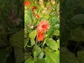 fool #flower #nature #farming #shorts #trending #viral