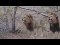 Lions Laughing at Tourist