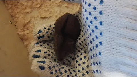 У меня теперь живёт мышь полёвка :)