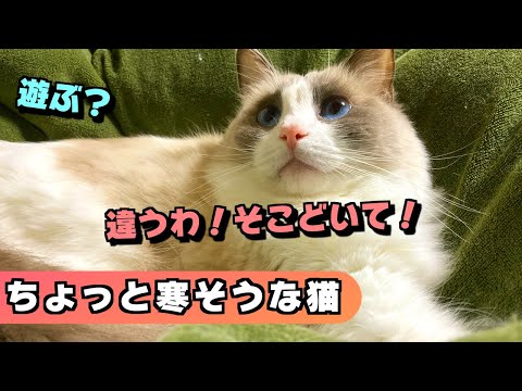 ド田舎に雹が降ってきたので、防寒対策する人間とラグドール！？寒いんか？適温か？未だ謎・・・【猫のナレーション】