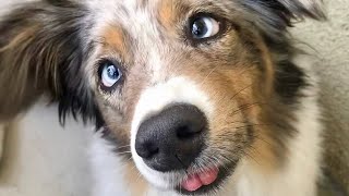 Funny Dog Videos 2021 | It's time to LAUGH With Dog's Life | Best Funny4 by Best Funny4 410 views 3 years ago 6 minutes, 52 seconds