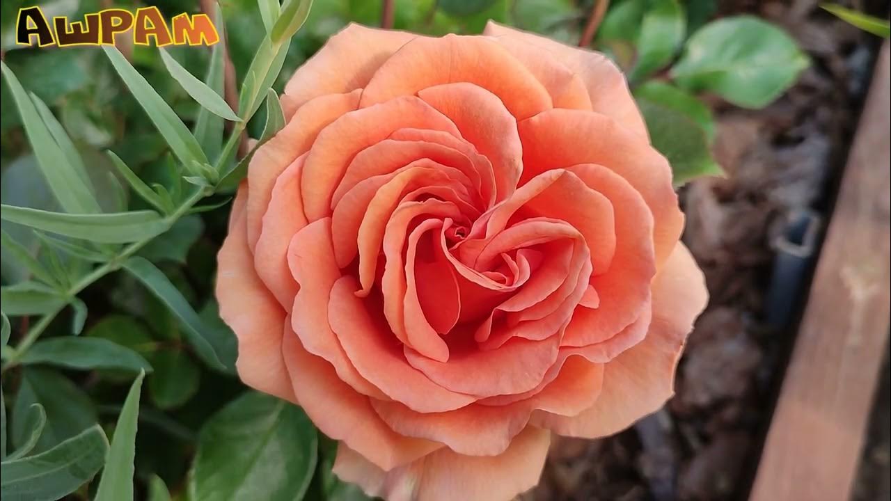 ЦВЕТЕНИЕ РОЗ в ПОДМОСКОВЬЕ🌹🌹🌹 (19.06). Энн Хендерсон, Хани Дижон и др.🤗 ...