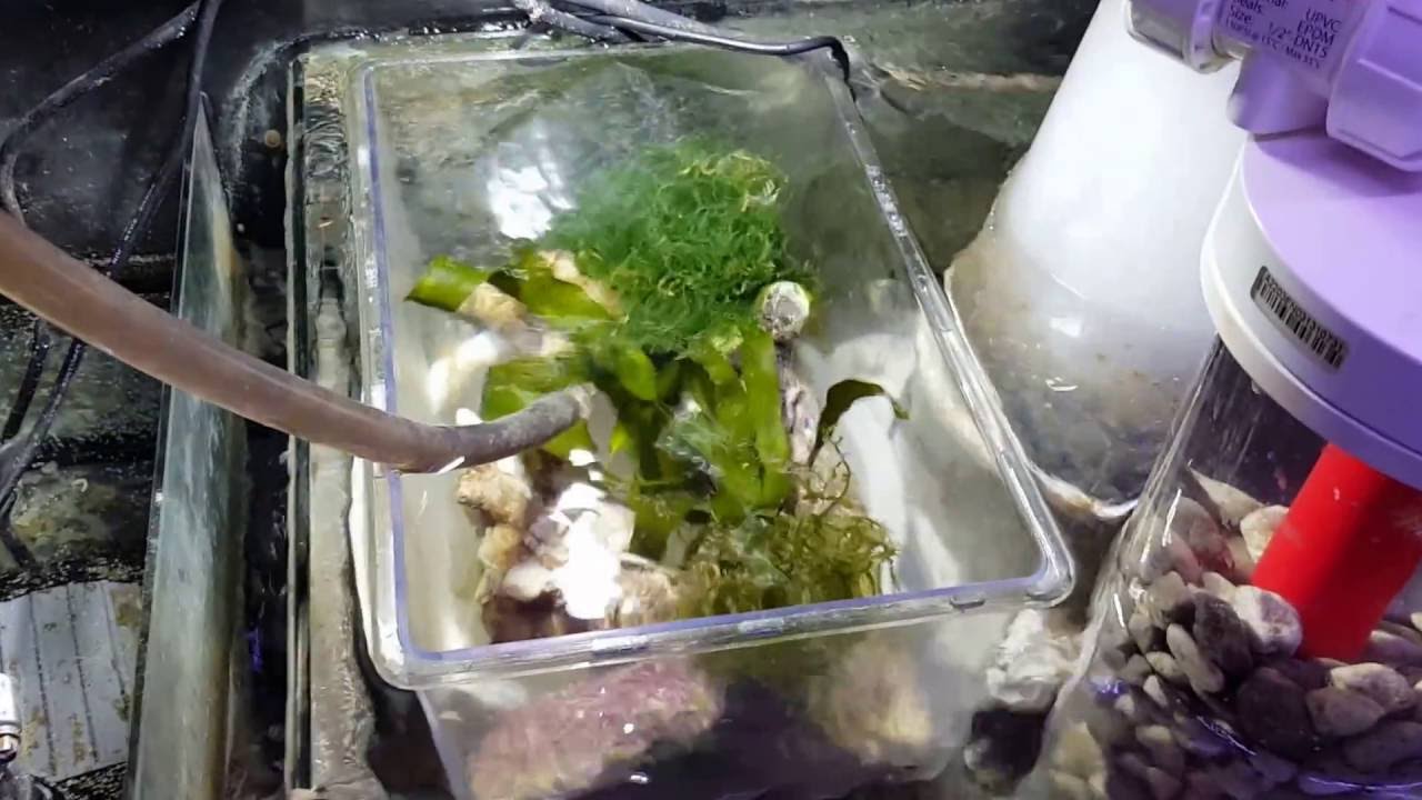11 16 Sump Red Sea Reefer 525 Xl Youtube 11 16 Sump Red Sea Reefer 525 Xl Youtube