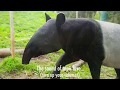What tapir love sounds like...