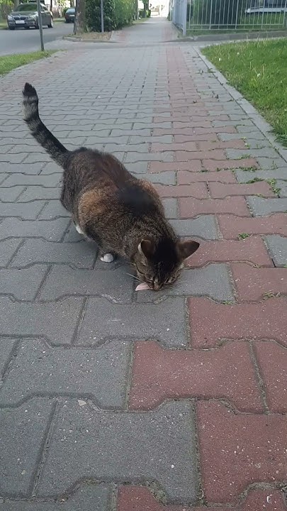 Мурзя 🐈знакомая - YouTube
