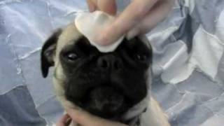 HowTo: Clean Your Pug's Wrinkles