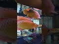 big arwana #short #viral #trending #youtubeshorts #viralshorts #youtube #fish