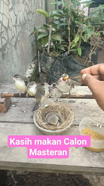 Feeding the Master Candidate #birds #trucukan #ciblek