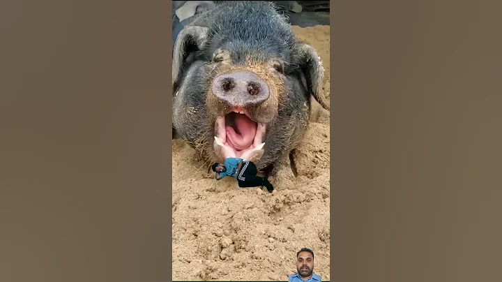 Pig Vfx videos - funny - indian railways - comedy - VFX Videos #motivation #shorts #viralvideo