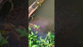 വരല കഞഞങങള