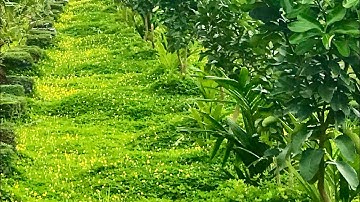 Trồng cỏ đậu phộng trong vườn bưởi tam hồng mang lại hiệu qủa kinh tế cao ( tặng bà con về trồng )