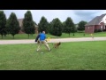 Hard Hitting Belgian Malinois / Pak Masters Dog Training of Nashville Hard Hitting Belgian Malinois / Pak Masters Dog Training of Nashville