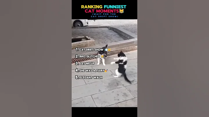 Video 11774371: cat pets funnycats, laugh pets funny cat, funniest cat funnycats