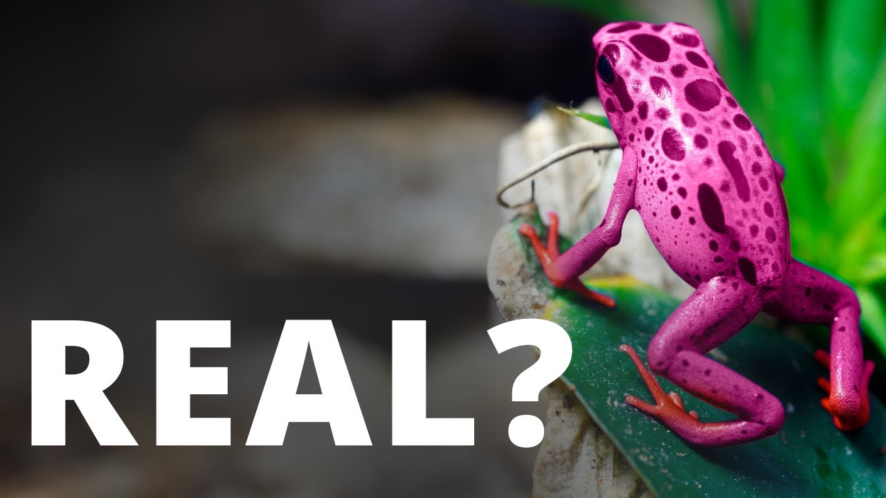 Real or Fake: Pink Frogs? 