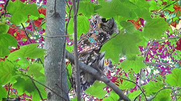 *Demo* 3Delighted Color Shift