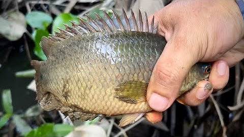 Tập 370 | Trúng Cá, Trúng Ếch Hôm Nay Lại Được Bữa Ngon | Câu Cá Rô Đồng | miền quê Tiền Giang