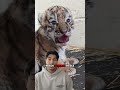 The Lion Is Crazy Big 🫣#wildlife #lion #animals