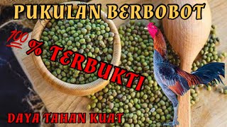 MANFAAT KACANG HIJAU UNTUK AYAM LAGA❗️❗️❗️