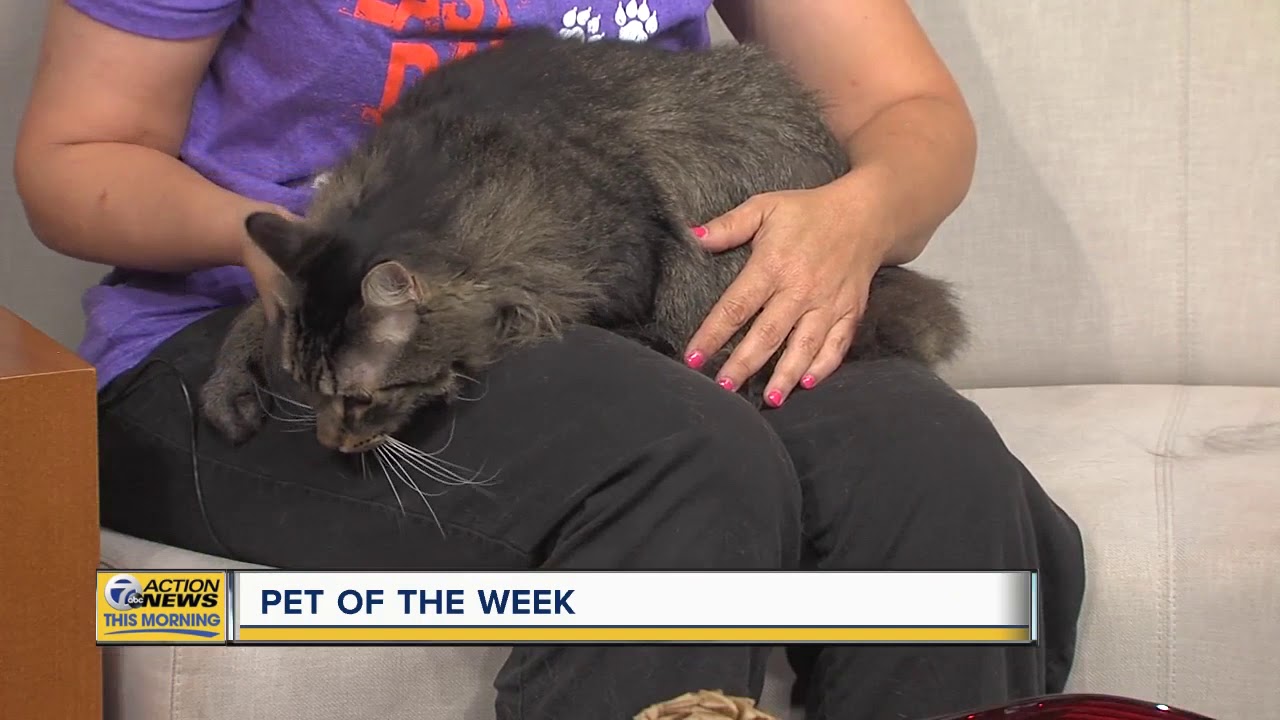 petco hours Pet of the Week - Parker