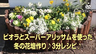 冬の花壇作り3分レシピ ビオラとスーパーアリッサムを使った花壇作り Youtube