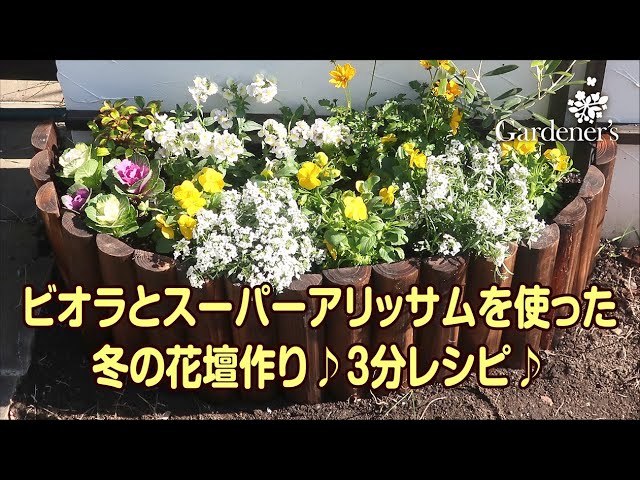 冬の花壇作り3分レシピ ビオラとスーパーアリッサムを使った花壇作り Youtube