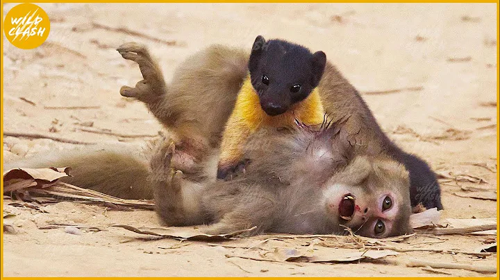 Yellow-throated Marten Vs Monkey & 35 Moments Marten Attack Everything - DayDayNews