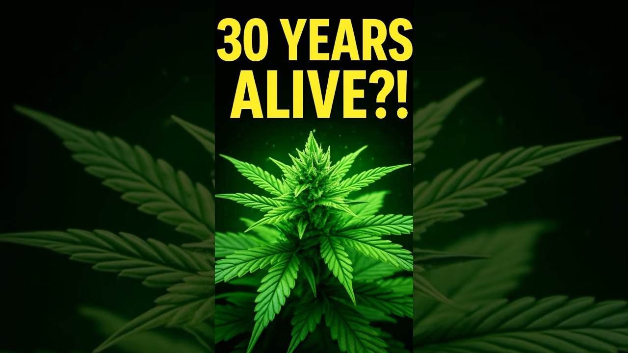This Cannabis Plant Has Been Alive for 30 Years. An historical & educational video