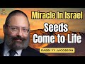 2500 year old seeds come to life  rabbi yy jacboson