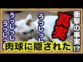 【猫の肉球】猫の手の役割について☆[Cat's paws] About the role of the cat's hand