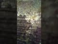 مغربية عروبية Vs طنجوية عروبية Vs منال بنشليخة نكري براح ولن أرتاح 